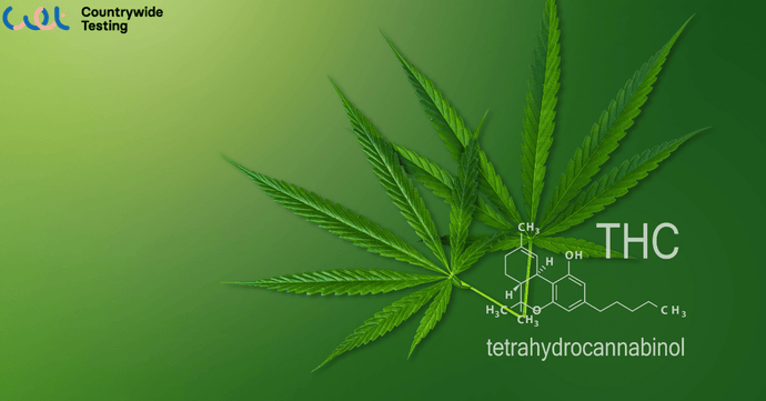 How Long Does THC Stay in Your System? Testing Windows and Factors