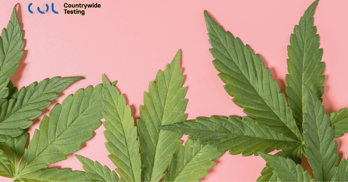 How Long Does Weed Stay in Blood? Understanding Drug Test Detection Times