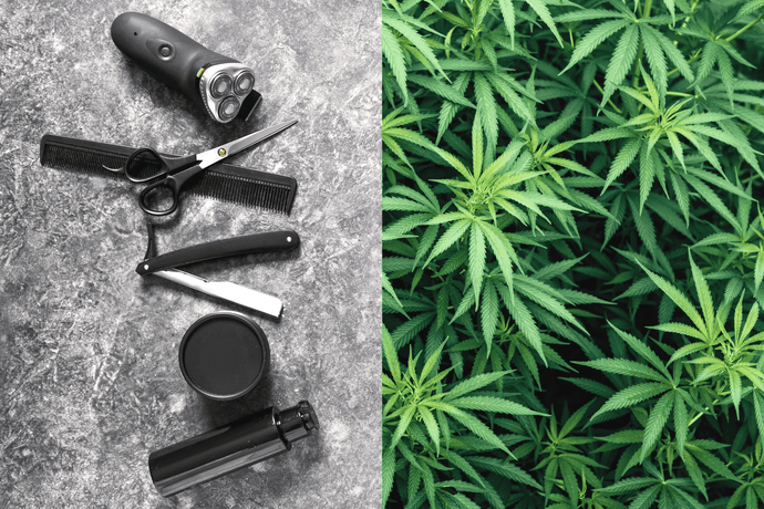 Strategies on How to Pass a Hair Drug Test for Weed