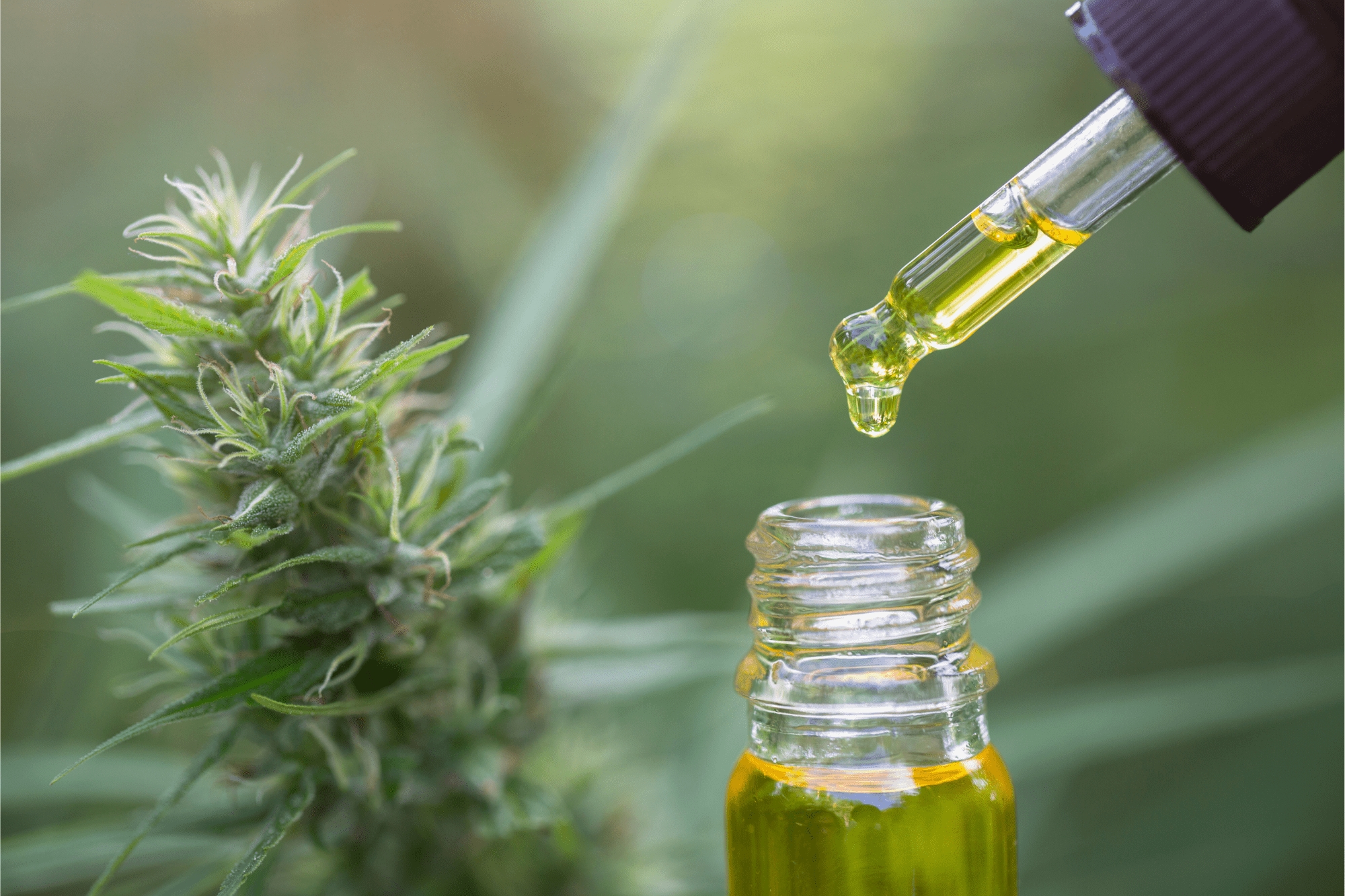 Liquid Marijuana: Everything You Need to Know Liquid Marijuana: Everything You Need to Know