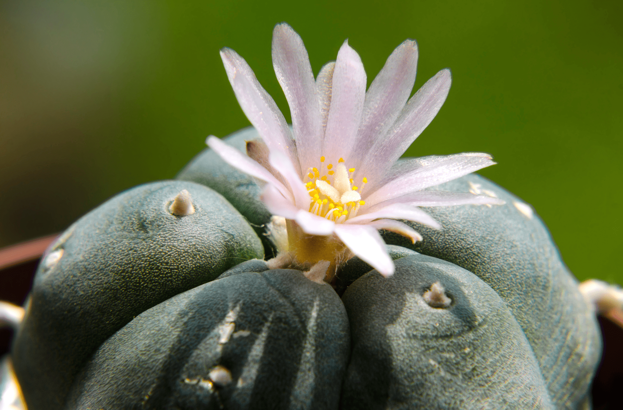 peyote tobacco Peyote: Origins, effects, risks, and benefits MEDCo Peyote Critical