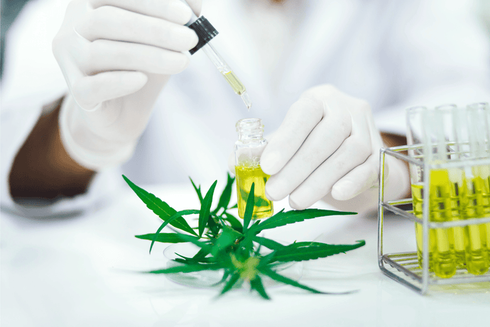 Workplace Drug Testing After Legalization — The Impact on Your Business